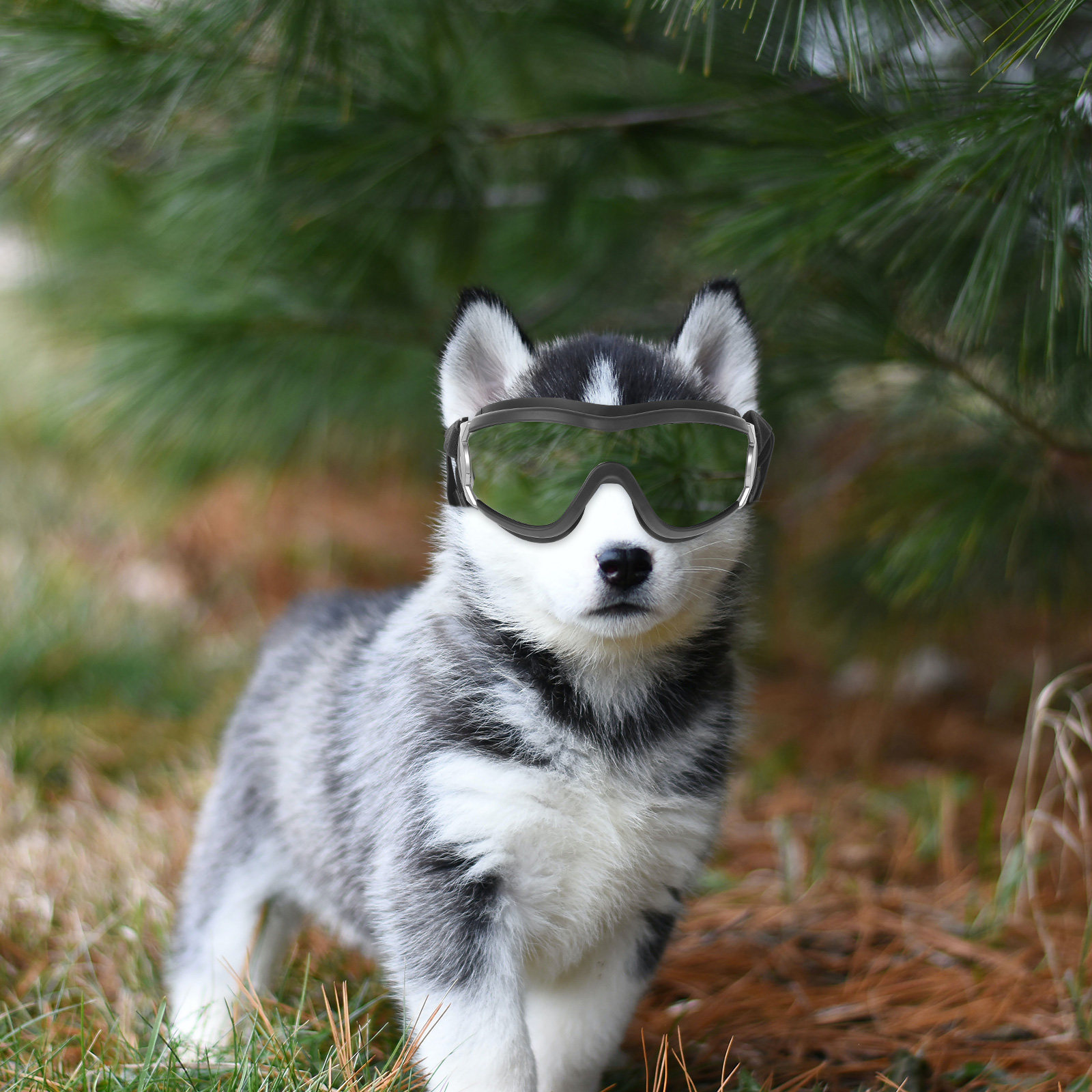 Black Pet Outdoor Protective G - đánh giá và giá Snow Goggle Uv